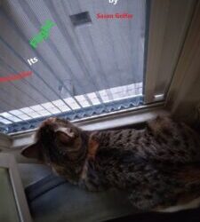 «پرواز را به ‌خاطر بسپار» در نمایشگاه جهانی فیلم